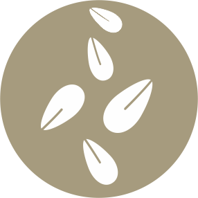 granos-sesamo